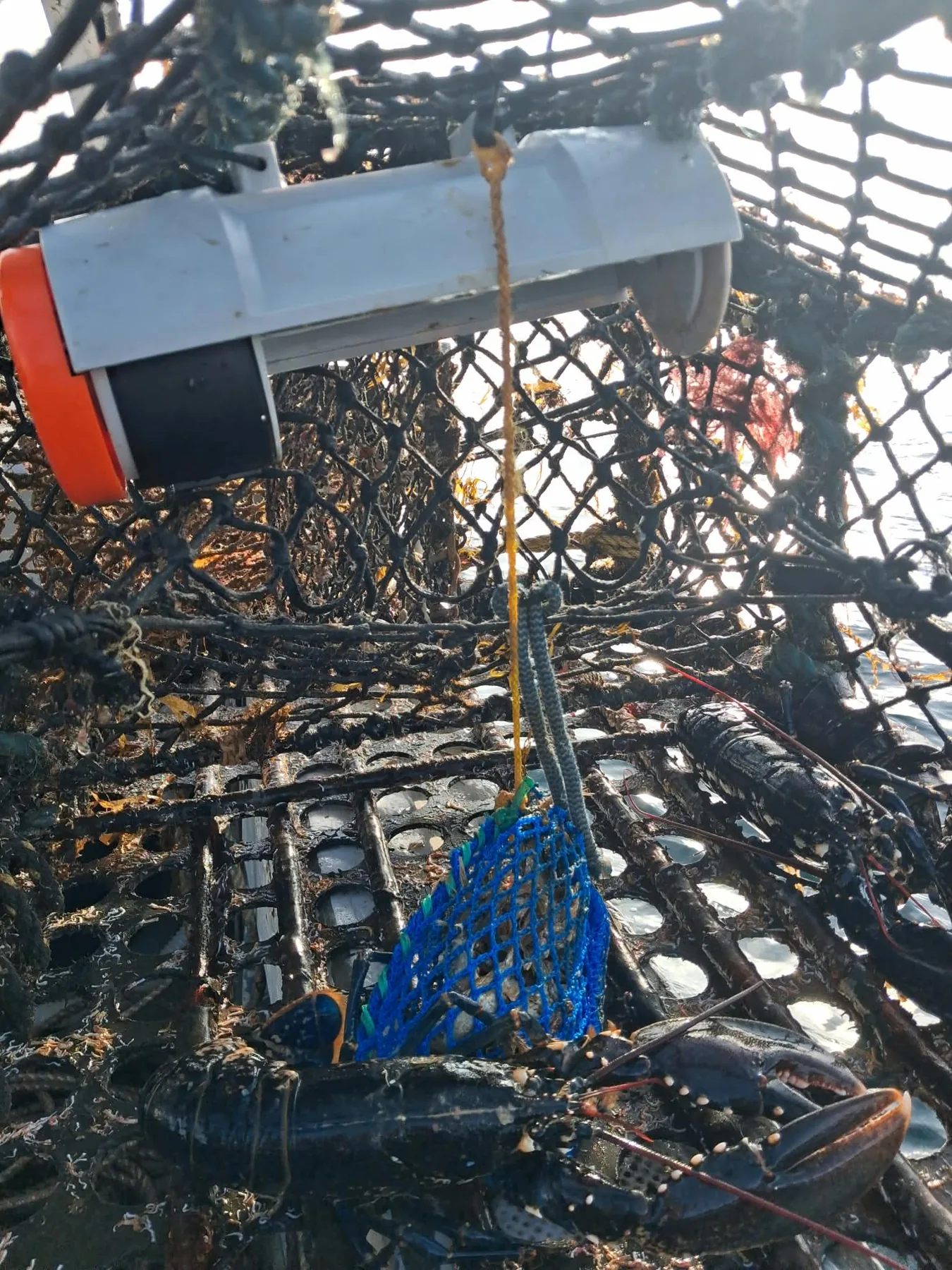 Bait Container secured inside a working lobster creel in Padstow